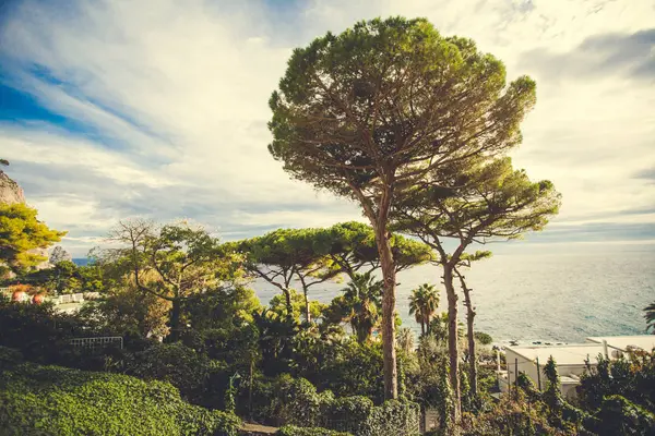 Akdeniz manzaralı çam ağaçları