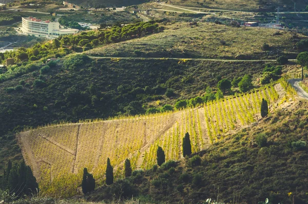 Tepeden Vermillion Coast, Katalonya, Fransa üzüm bağları göster