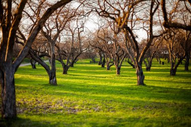 Moskova 'daki Kolomenskoye halk parkında ilkbahar elma ağaçları dikildi