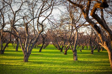 Moskova 'daki Kolomenskoye halk parkında ilkbahar elma ağaçları dikildi