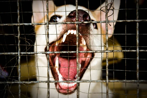 Bangkok Thailand Mai 2009 Wilder Hund Der Versucht Den Käfig — Stockfoto