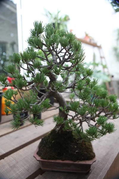 Pequeño Árbol Banano Mesa Después Terminar Planta — Foto de Stock