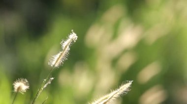 Bangkok, Tayland doğa ortamında. rüzgarlı yapısı üfleme vardır.