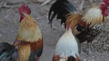 Tay horoz çiftlik. Taylandlı çiftçi var arkadaş ve çalar saat sabah olmak bir horoz.