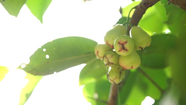 Thailändska Fruktträd Päron Hänga Trädet Mogen Frukt Orchard Bangkok — Stockvideo