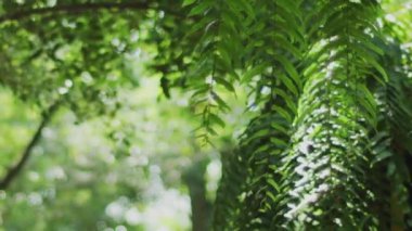 Dolly ormanda, Bangkok, Tayland vurdu. Kırmızı kamera ile çekim.