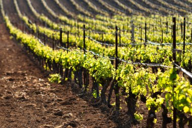 Bağda üzüm sıralarının görünümü, İtalya 