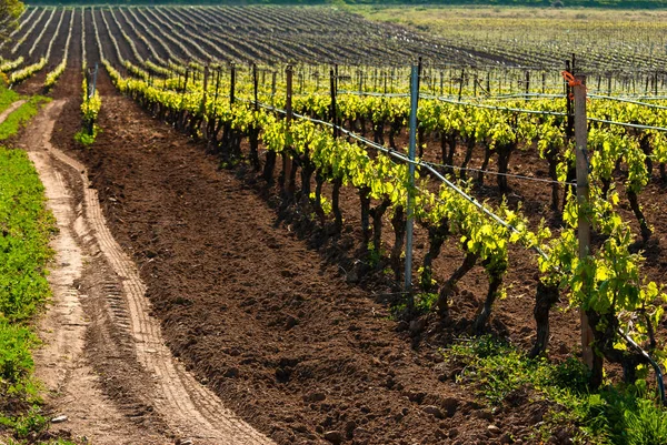 Blick Auf Traubenreihen Weinberg Italien — Stockfoto