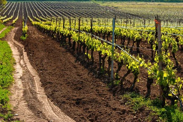 Vista Linhas Uvas Vinha Itália — Fotografia de Stock