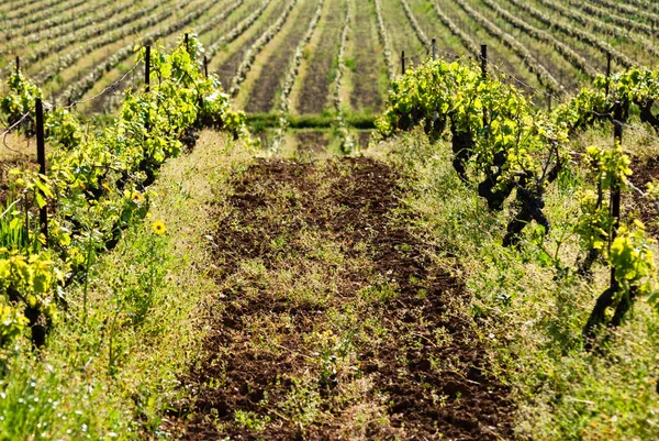 Vista Linhas Uvas Vinha Itália — Fotografia de Stock