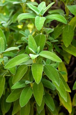 Taze adaçayı bitki, Akdeniz bitki