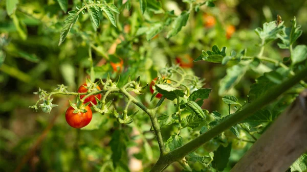 庭の菜園で栽培のトマト — ストック写真
