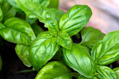 Taze Basil Yaprakları