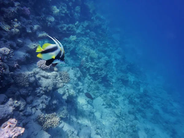 underwater world of the sea, two butterfly fishes, corals, against the background of the sea bottom and the blue depth of the sea