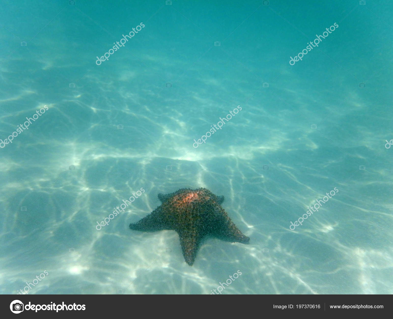 Starfish Ocean Floor Water Illuminated Rays Sunlight Dominican