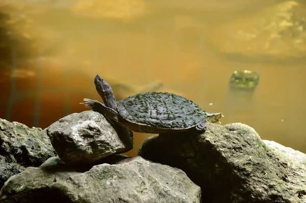 relaxing river turtle, on the rocks near the pond