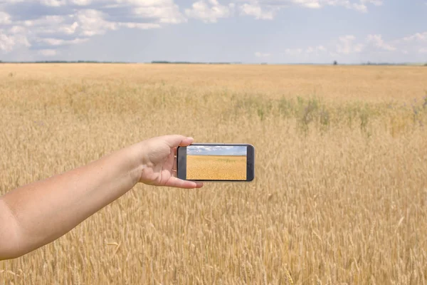 picture of a hand holding a smartphone with the camera on, photographing a wheat field, sky and clouds