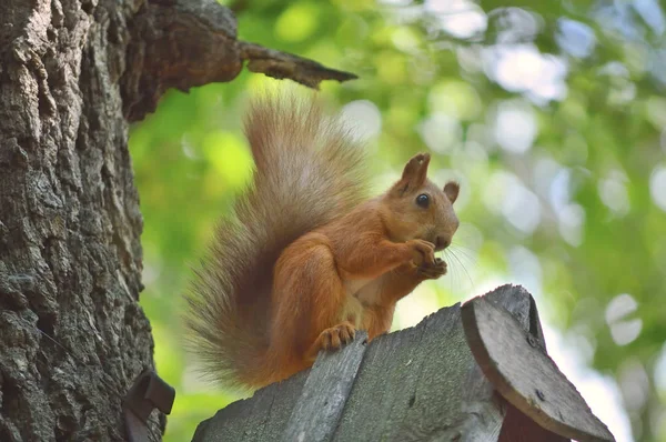 squirrel, on the tree, eats food that holds in front paws, against the background of a tree trunk, and a blurred background of green leaves and blue sky