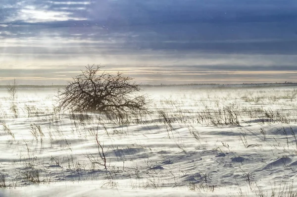 drifting snow, blowing snow in a winter field, against the background of a detached hawthorn bush