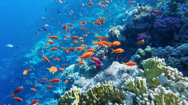 the underwater world of the Red Sea, corals, a flock of fish antias golden
