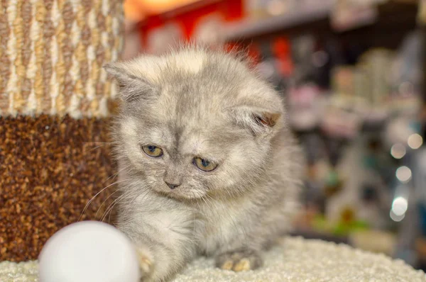 curious little british kitten, looks and stretches his paw to the ball lying in front of him