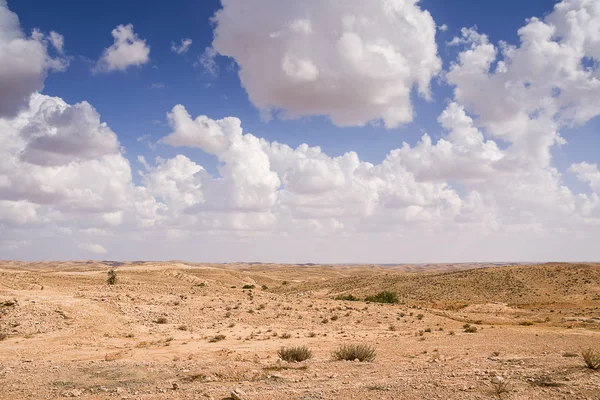 desert plain covered with rare plants against a blue sky and white clouds