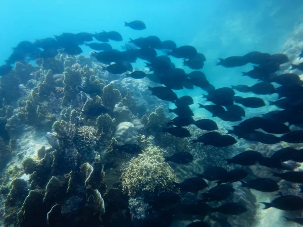 underwater world of the South China Sea