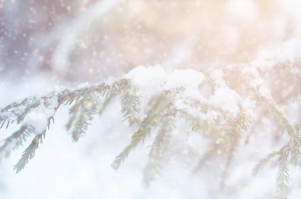 Falling snow. Christmas tree in the forest. New Year\'s background.