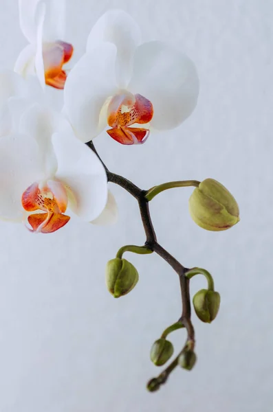 A tender white orchid. A branch of white orchid on a white background.