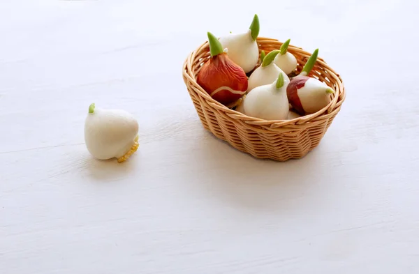 Growing tulips at home. Tulip bulbs sprouted. Tulips in a basket on a white background. — Stock Image Growing Tulips Home Tulip Bulbs Sprouted Tulips Basket White Background Stock Photo