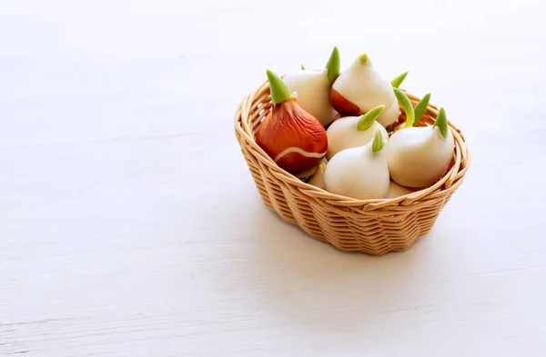 Growing tulips at home. Tulip bulbs sprouted. Tulips in a basket on a white background. — Stock Image Growing Tulips Home Tulip Bulbs Sprouted Tulips Basket White Background Stock Image