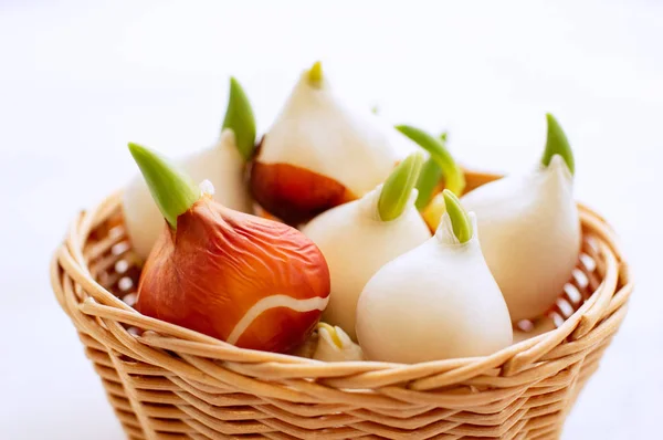 Growing tulips at home. Tulip bulbs sprouted. Tulips in a basket on a white background. — Stock Image Growing Tulips Home Tulip Bulbs Sprouted Tulips Basket White Background Stock Picture