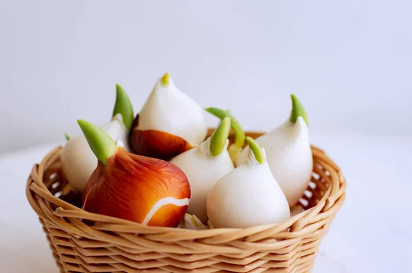 Growing tulips at home. Tulip bulbs sprouted. Tulips in a basket on a white background. — Stock Image Growing Tulips Home Tulip Bulbs Sprouted Tulips Basket White Background Royalty Free Stock Photos