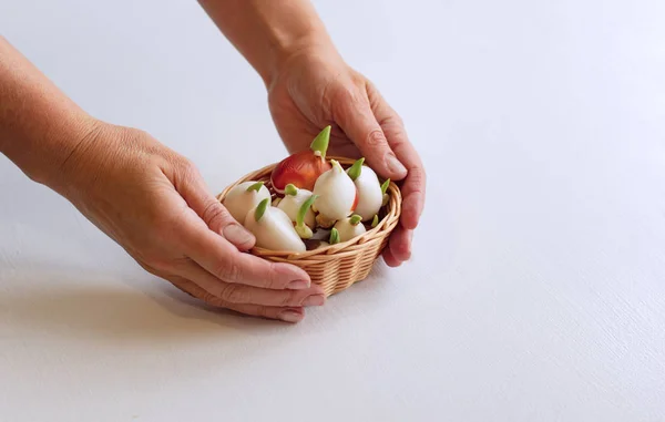 Growing tulips at home. Tulip bulbs sprouted. Female hands holding a basket with tulip bulbs. — Stock Image Growing Tulips Home Tulip Bulbs Sprouted Female Hands Holding Basket Royalty Free Stock Images