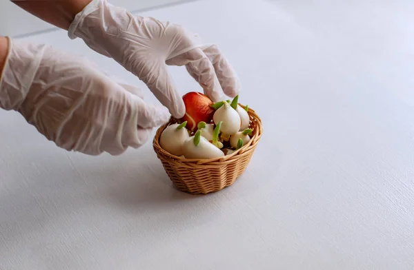 Growing tulips at home. Tulip bulbs sprouted. Female hands in gloves hold a basket with tulip bulbs. — Stock Image Growing Tulips Home Tulip Bulbs Sprouted Female Hands Gloves Hold Stock Photo