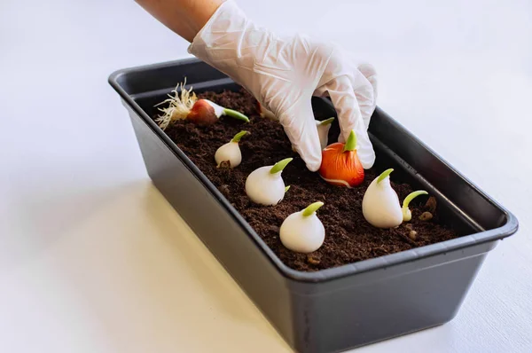Growing tulips at home. Tulip bulbs sprouted. Women's gloved hands plant tulip bulbs into the ground. — Stock Image Growing Tulips Home Tulip Bulbs Sprouted Women Gloved Hands Plant Stock Picture