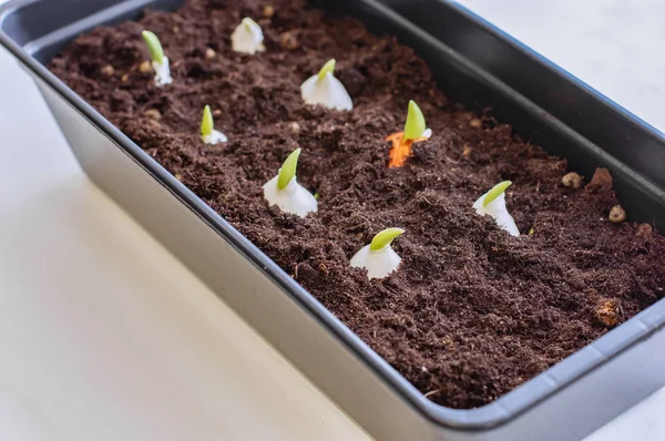 Growing tulips at home. Tulip bulbs sprouted. Tulip bulbs planted in the ground. — Stock Image Growing Tulips Home Tulip Bulbs Sprouted Tulip Bulbs Planted Ground Royalty Free Stock Images