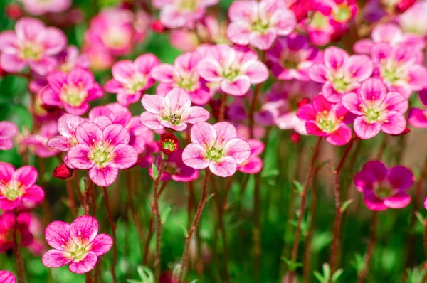 Pink spring flowers, background, texture. Pink Flowers. Background of delicate pink flowers