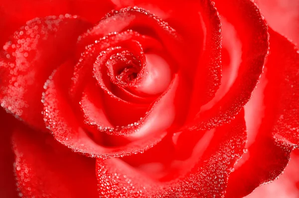 Tea and hybrid roses of a grade of High Society. Favorite flowers. Very beautiful rose with dew drops. Close-up.