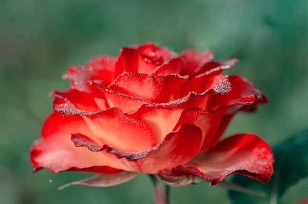 Tea and hybrid roses of a grade of High Society. Favorite flowers. Very beautiful rose with dew drops. Close-up.