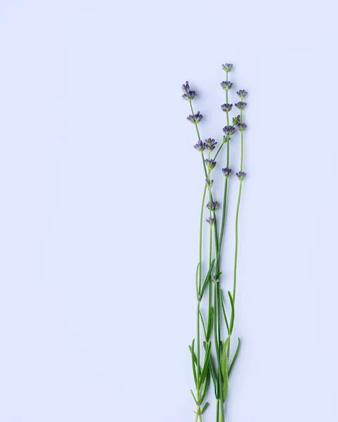 Blooming lavender on a white background. Flat lay. Vertical crop. Top view. Copy space.