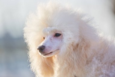 Beyaz bir kaniş yavrusu, birinci sınıf bir safkan köpek. Aile ve ev hayvanları.