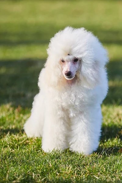Cachorro Caniche Blanco Perro Raza Pura Clase Alta Mascotas Para —  Fotos de Stock