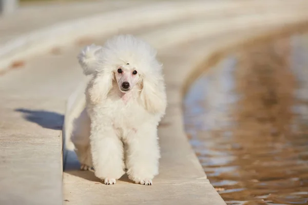 A white poodle puppy, a high-class thoroughbred dog. Pets for family and home.