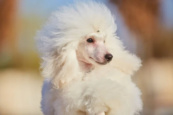 A white poodle puppy, a high-class thoroughbred dog. Pets for family and home.