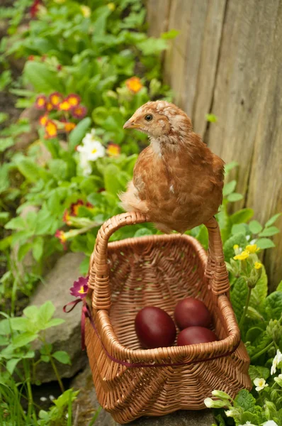 Chicken sitting on a basket of Easter eggs — Stock Photo, Image