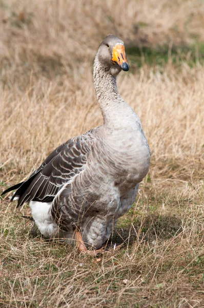 Witte gans staande op de grond en op zoek naar opzij — Stockfoto