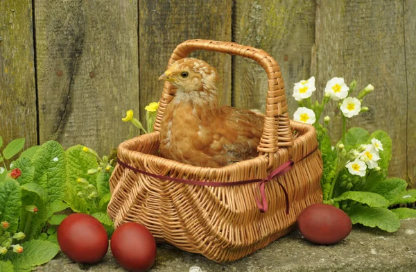 Huhn im Korb mit Ostereiern lizenzfreie Stockfotos