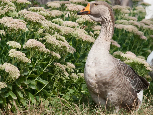 Oca bianca in piedi su erba e guardando da parte Fotografia Stock