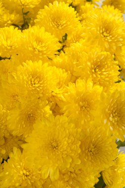 Parlak güzel arka plan sarı çiçek